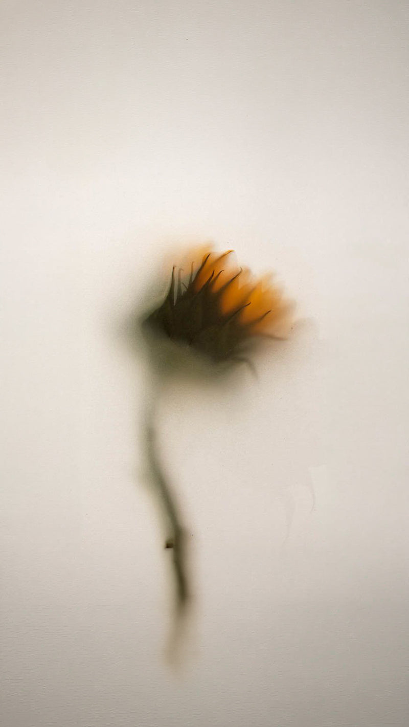 THE SOULMATE PROMISE